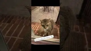 @lorrigailmoffatt: So we bought this house a month ago. Last night this showed up.
