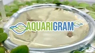 Aquarigram Floating Plant Ring