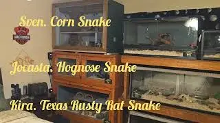 Updated Walk-through. Snakes Tortoise Poison Dart Frogs. Pets and Breeders. No rehoming shown.