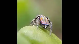Peacock spiders, Melbourne Vic 