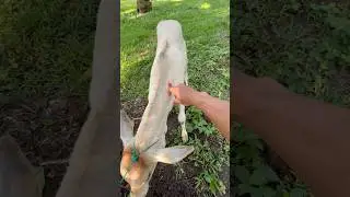 Multivitamin anakan sapi kerdil. #cow #animals #shorts