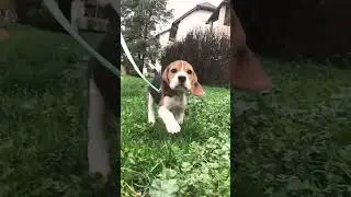 Chiot beagle qui cours quand elle entend son pr&eacute;nom le 1er jour.