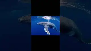 &ldquo;The Wild & the Deep: Africa&rsquo;s Most Beautiful Animals and Ocean Life&rdquo;