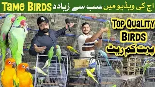 Hafiz breeding farm | Top Quality tame birds 
