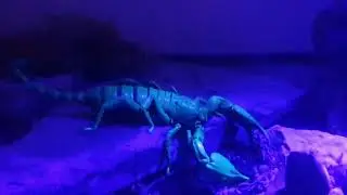 My New Exo Terra Scorpion Light Works So Well
