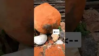 #shorts Ancient Drip Irrigation Demo #primitivetechnology #primitivetools  #gardening #homesteading