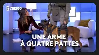 GIGN : Un chien d&rsquo;assaut en pleine d&eacute;monstration