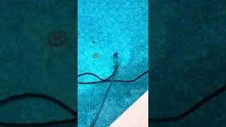 POOLWHALE above ground pool vacuum cleaner from Amazon. #pool cleaning  #pool party