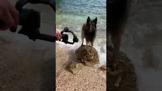 Cute Belgian Shepherd in Croatia