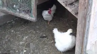 タイマグラの動物３