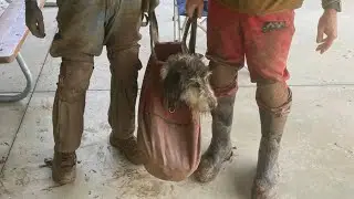 Explorers Rescue Missing Dog From Missouri Cave