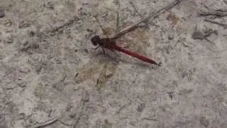 Damselfly  - Sympetrum striolatum  - Male - Rau&eth; Drekafluga   - Skord&yacute;r - &iacute; s&oacute;lba&eth;i