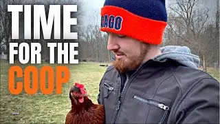 Moving Chickens into the Chicken Coop For The First Time!