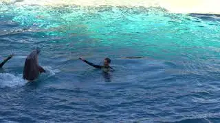 Dolphin Adventures FULL Show in Renovated Dolphin Stadium at SeaWorld Orlando Florida 2021