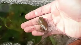 Metamorphosis: a tadpole becoming a frog