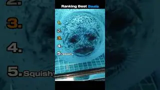 Ranking Best Seals #funnyanimals #ranking #seal #animals
