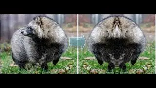 #fast #image  #mirror  #right  with #my 100% #pure #python #graphics #library
