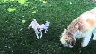Elevage de petits chiens ACS