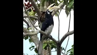 Hornbill humming