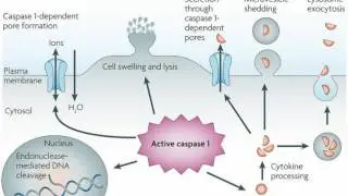 Difference Between Necrosis and Apoptosis