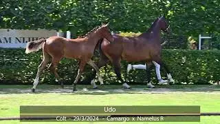 video Udo (Camargo x Namelus R x Highline), colt