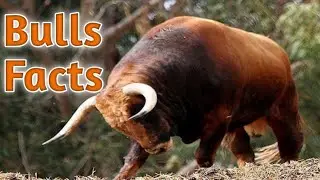 Incredible Facts About the Bulls.