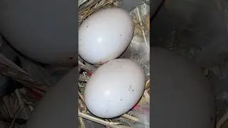 Mother Pigeon lore