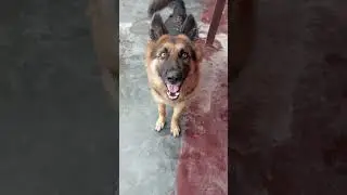 DOG playing#DogPlaytime #PuppyFun#DogsAtPlay #PlayfulPup#FetchTime#HappyDoggo#DogJoy#PlaytimeWithPup