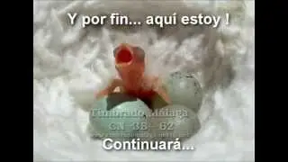 Evolución del Huevo de Canario 