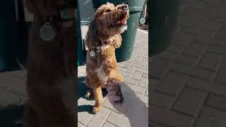 High five for recycling right! 🐶♻ #DunGREEN