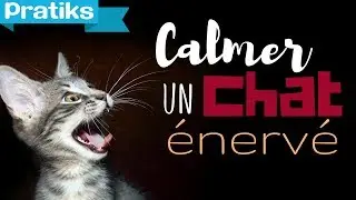 Conseils v&eacute;to - Comment calmer un chat &eacute;nerv&eacute; ?