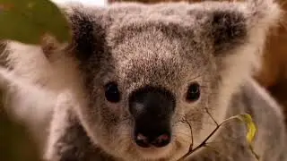10 Most Beautiful Animal in the World