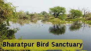 Bharatpur bird sanctuary tour with stay inside sanctuary in RTDC Hotel |  Keoladeo national Park