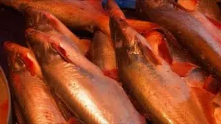 Real Fish Blogger // 