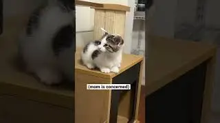 Easiest kitten rescue ever 🐾