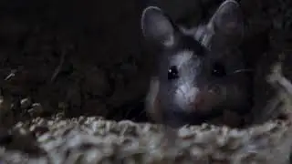 The Grasshoper Mouse (Werewolf mouse) frightening cry