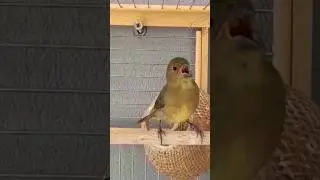 Coleiro pardo Tui Tui