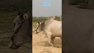 load King 👑#dnrbulls #ongoleboytelugu #ongolebulls #farming #sand #salt #viral #shorts #trending