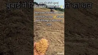 DSR Direct Seeded Rice 🌾 method of rice cultivation DSR method sowing #agriculture #shorts #viral