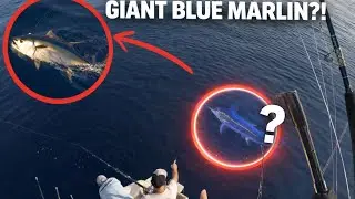 Blue Marlin Chases Our Tuna Under The Boat, Craig Steals the Show Jigging!