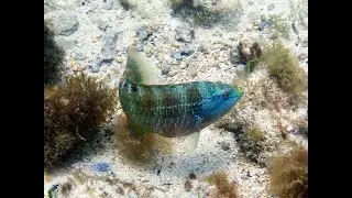 Fish using tools!