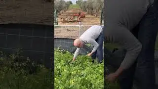 Goucha Revela Plano Surpresa para o R&eacute;veillon no Alentejo!  #goucha #anonovo2025