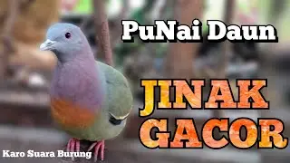 Burung Punai Daun 