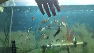 hand training molly fish platy fist |  how to get hand training on Molly fish | hand training...