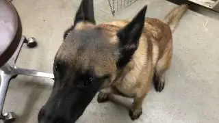 Belgian Malinois Aggression Rehabilitation, Behavior Modification at MondioPup Balanced Dog Training