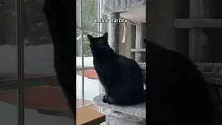 Indoor cat life be rough.