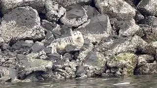 Wild Harbor Seals in North Seattle, Ballard, Washington from Kayaks