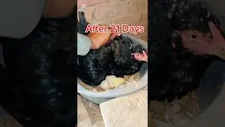 Hen Eggs Hatching Day 1 To Day 21 | Before And After Hen Eegs Hatching #birds #experiment