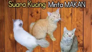 Suara kucing minta makan