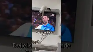 Sabka & Djokovic #sabka #cat #djokovic